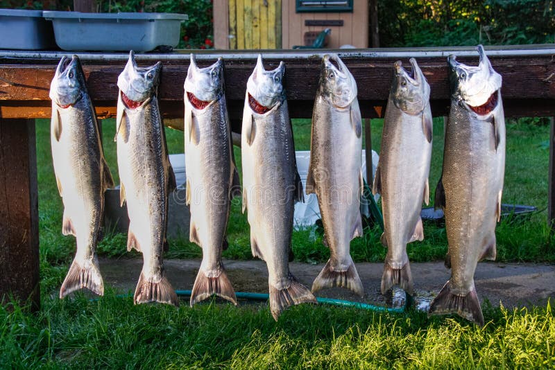Fermo dell'Alaska Nizza del salmone d'argento