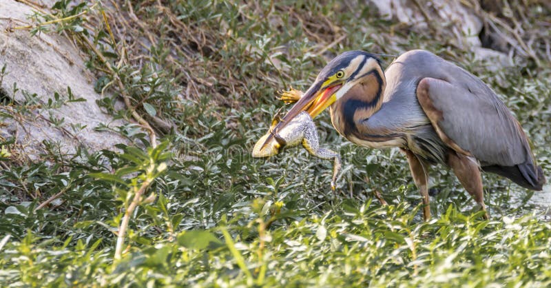 Purple heron with a frog / toad hunt on a lake side. Frog struggling for life. Purple heron with a frog / toad hunt on a lake side. Frog struggling for life