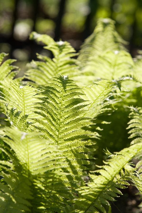 Fern royalty free stock photography