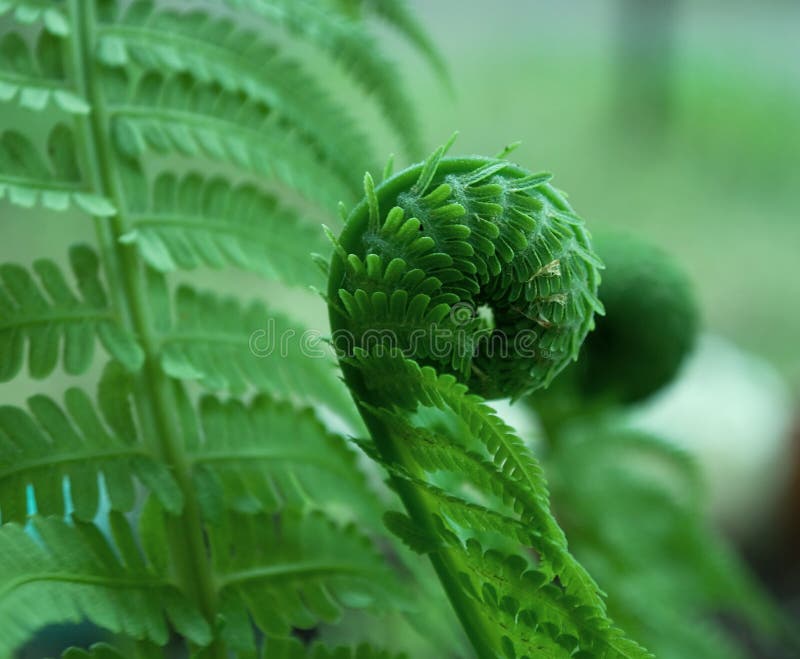 Fern.