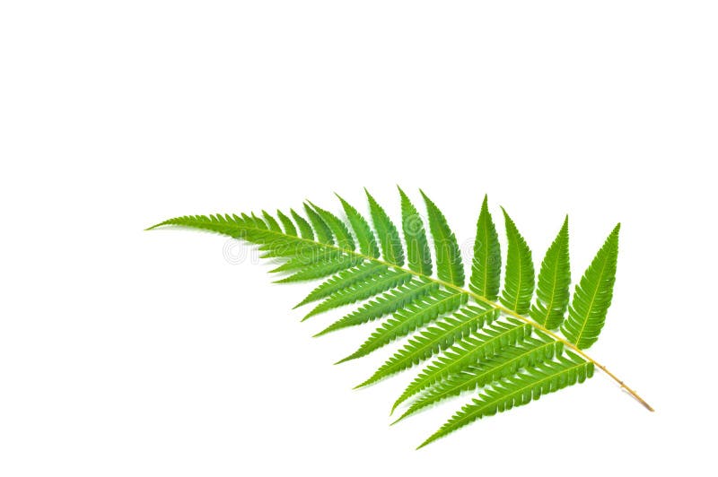 Fern