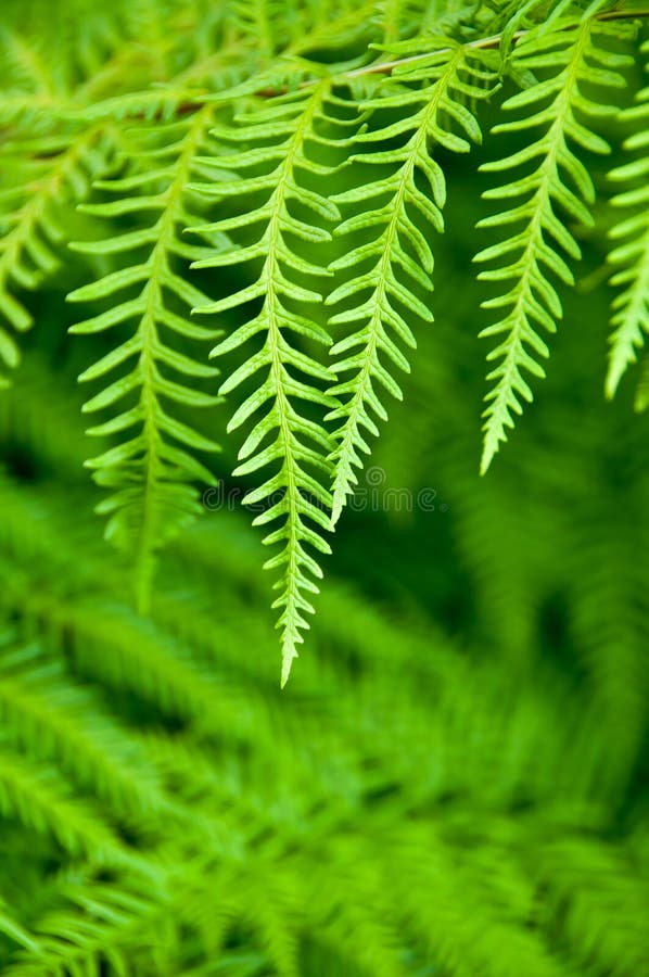 Fern