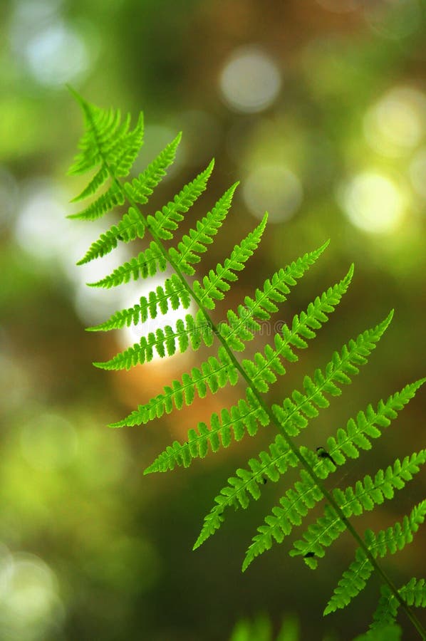 Fern imagem de stock Fern imagem de stock