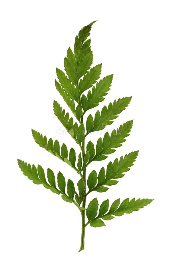 Fern