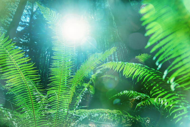 Fern stock photo. Image of hawaii, wood, tropical, forest 84642026