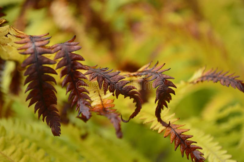 Fern Wilting Stock Photos Free & RoyaltyFree Stock Photos from
