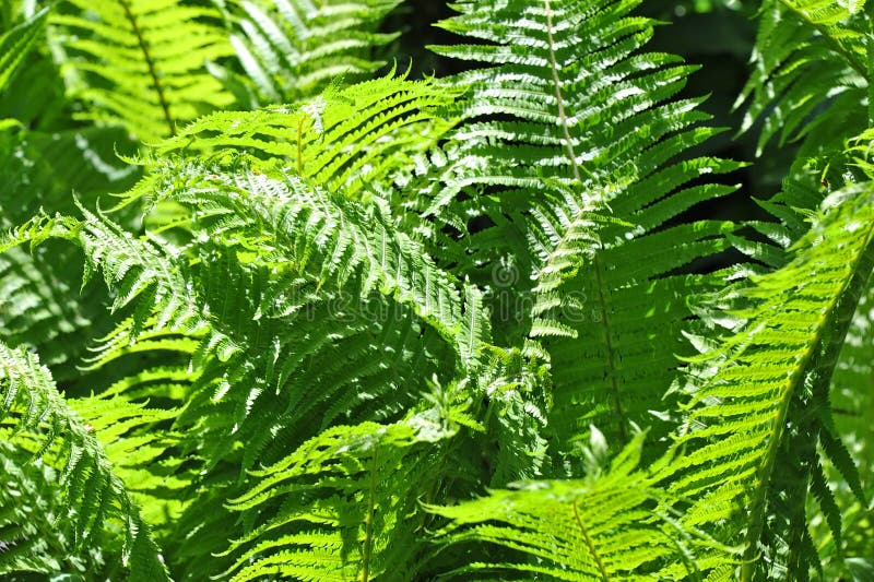 Fern bracken leaves stock photo. Image of frond, environment 27465552