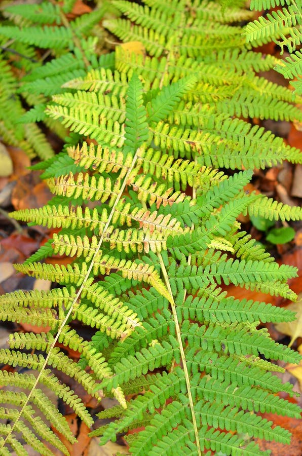 Fern bracken leaves stock image. Image of lush, grow 83647577