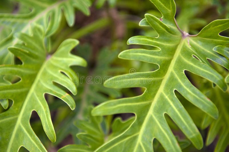 Fern Close Up