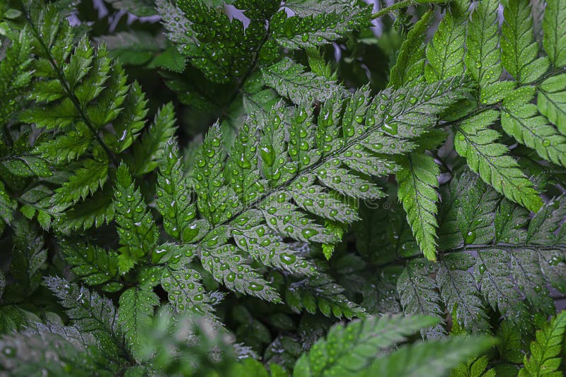 Fern close-up, with water drops after rain.