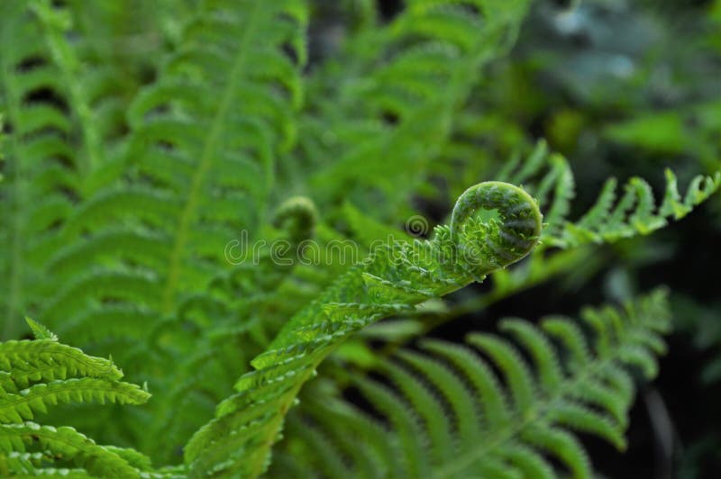 Fern