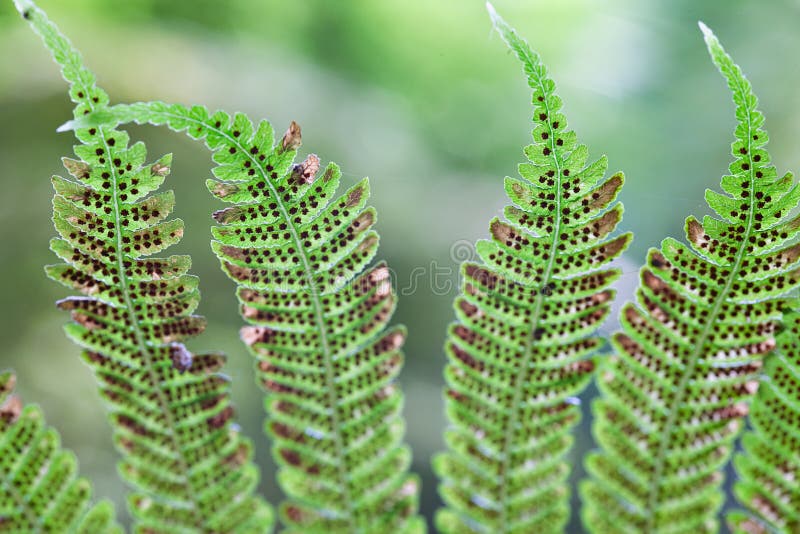 Fern detail