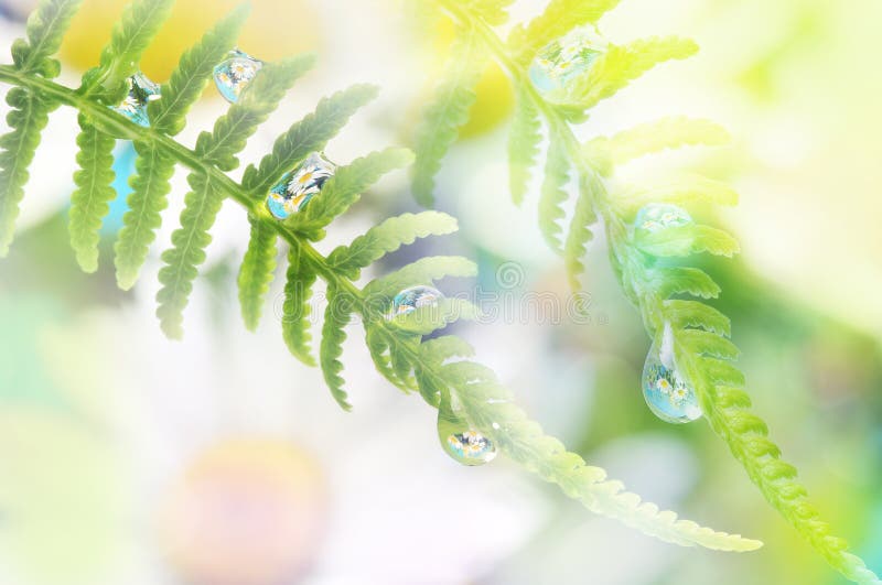 Fern with dew drops with mirroring efect inside