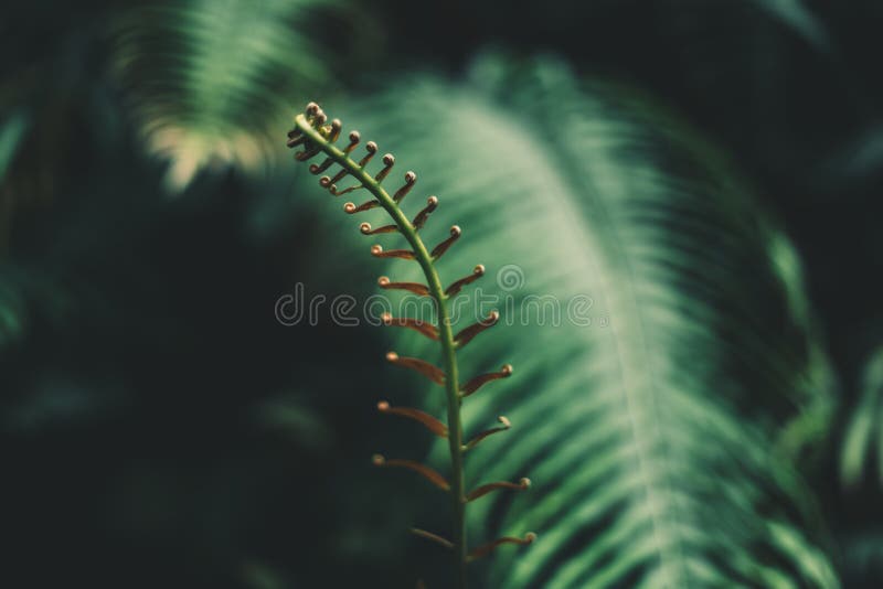 Sky Blue and clouds spring LeavesFern foliage Dark green and cold detail leaf royalty free stock image Sky Blue and clouds spring LeavesFern foliage Dark green and cold detail leaf royalty free stock image