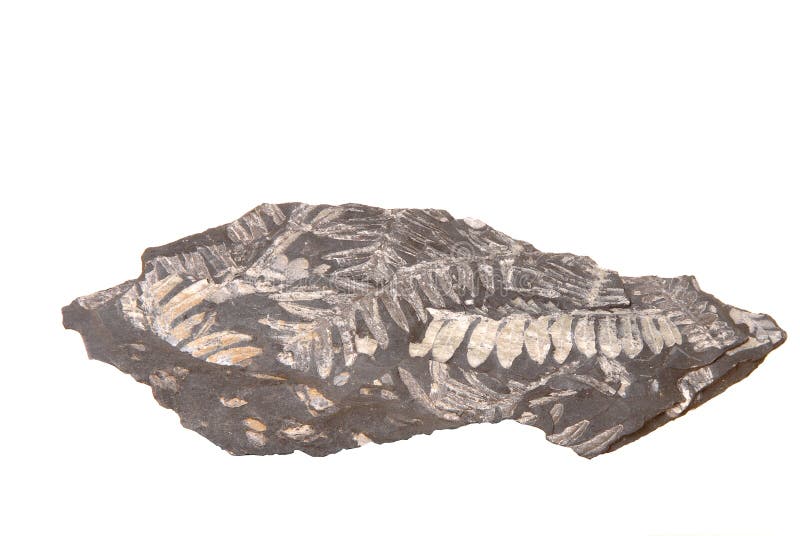 Fern Fossil