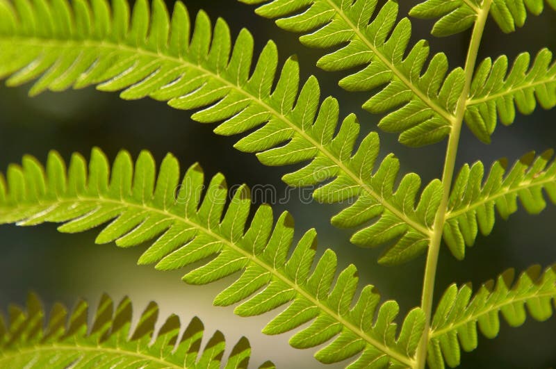 Fern frond