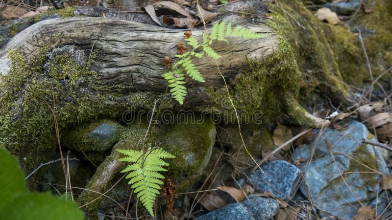 Fern growing in crevices of a root system