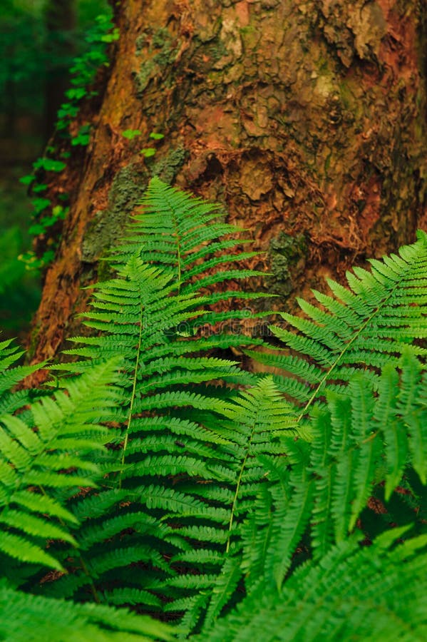 Fern Growing Under the Tree Stock Photo Image of beautiful, green