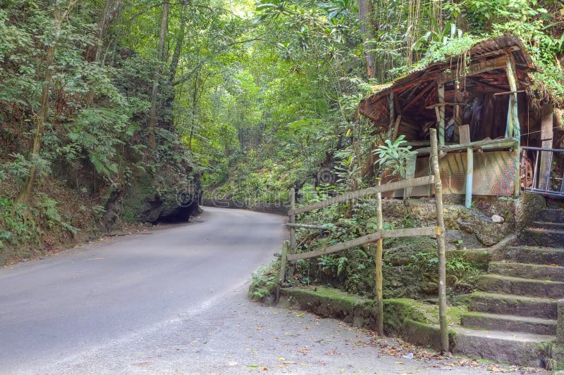 Fern gully in Jamaica