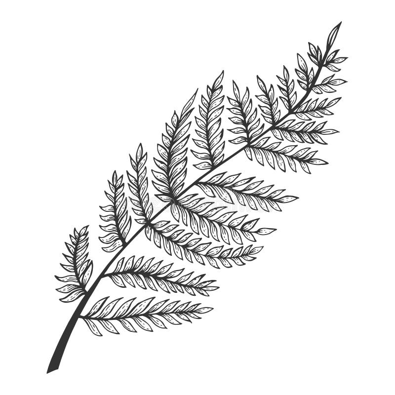 Fern herb plant sketch engraving vector illustration. Scratch board style imitation. Black and white hand drawn image. Fern herb plant sketch engraving vector illustration. Scratch board style imitation. Black and white hand drawn image.