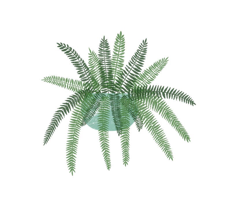 Fern houseplant in stylish ceramic pot flat vector illustration. Colorful trendy home interior decoration element.