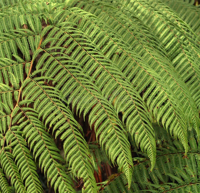 Fern leaf