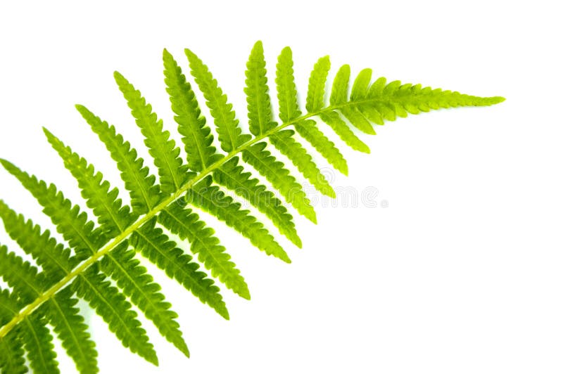 Fern Leaf stock photo