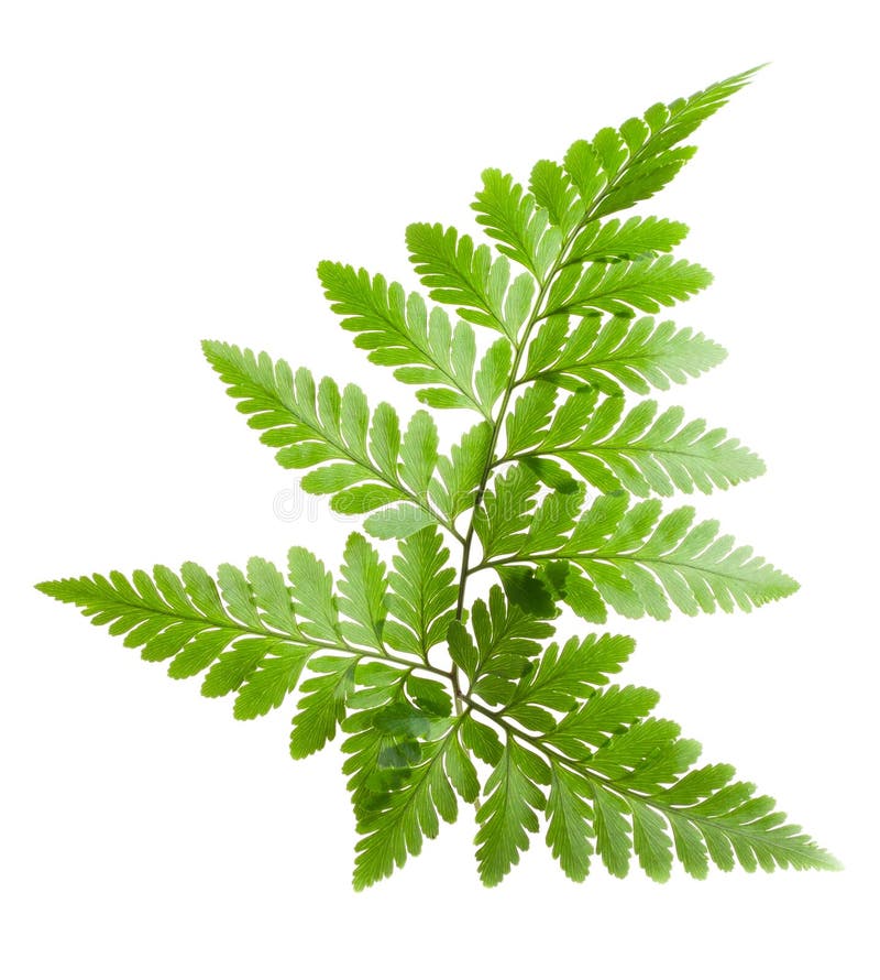 Fern leaf