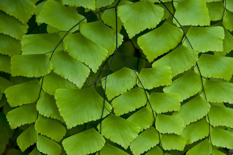 Fern leaf.