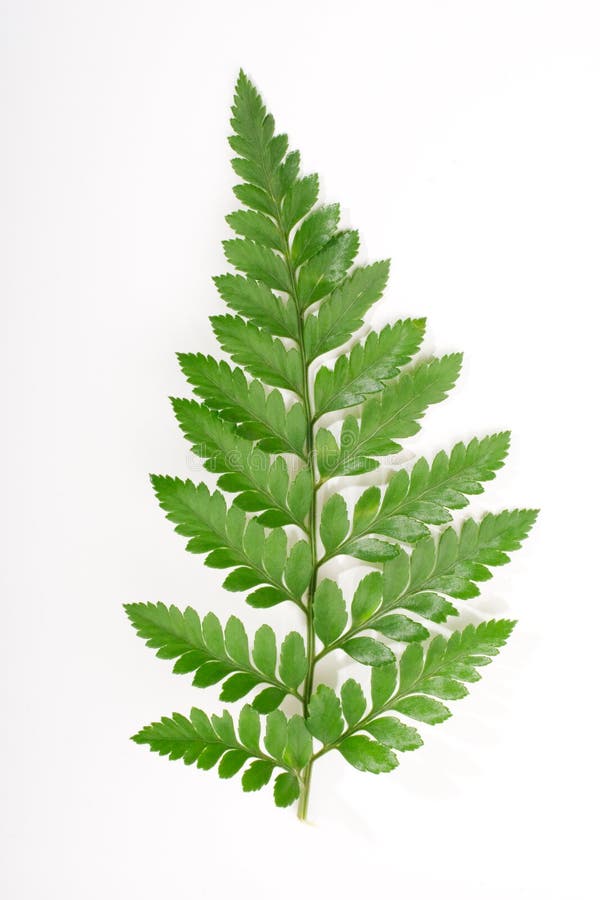 Fern leaf