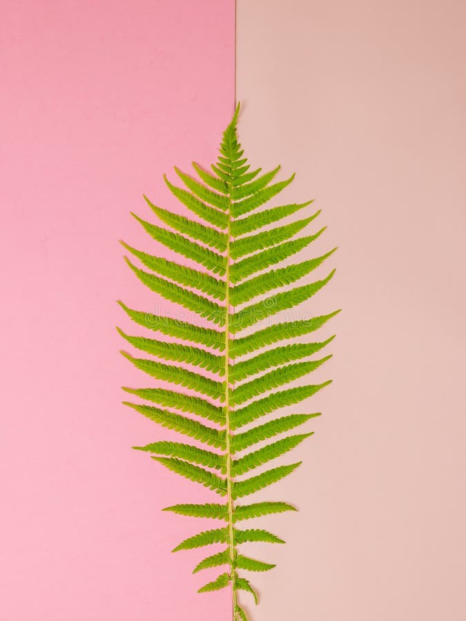 2,647 Fern Border Photos Free & RoyaltyFree Stock Photos from Dreamstime