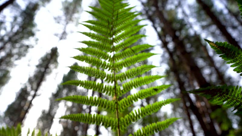 Fern leaf with camera movement, close-up. Sunlight illumination. Selective focus. View from the bottom point.