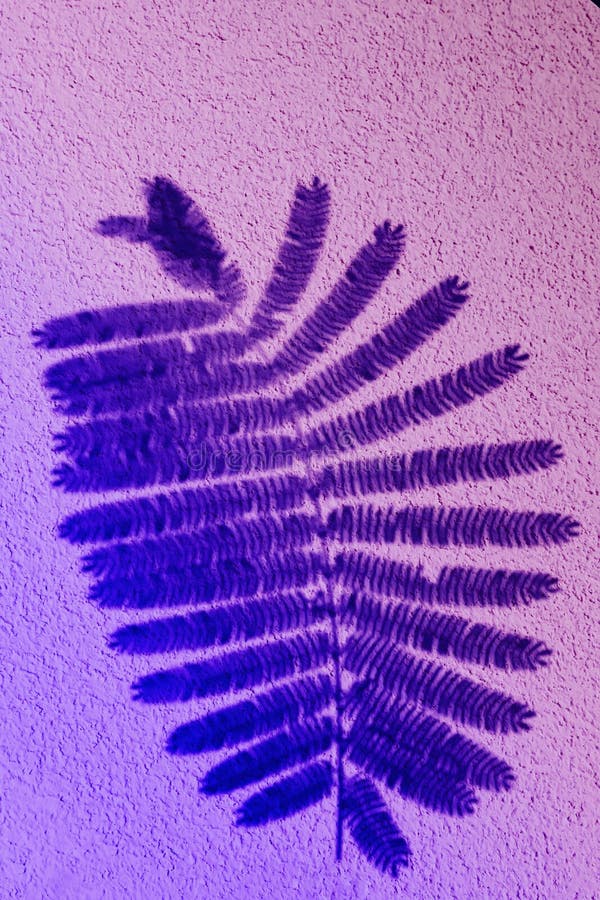 Fern leaf in color gradient.abstract leaves and shadow background.For create design layout, neon leaves composition royalty free stock image Fern leaf in color gradient.abstract leaves and shadow background.For create design layout, neon leaves composition royalty free stock image