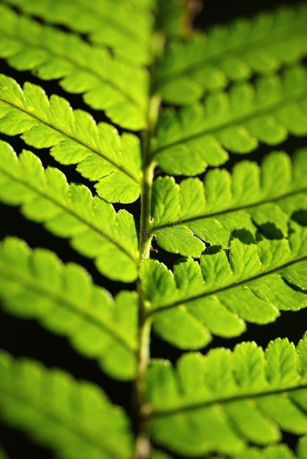 Fern Leaf detail