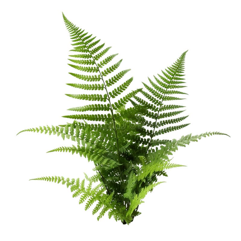 Fern leaf isolated on transparent white background, Ornamental foliage, Green fern leaves isolated over white background, woodland forest fern, botanical design, side view, close up. Isolated white transparent background ai stock images, royalty-free photos and pictures