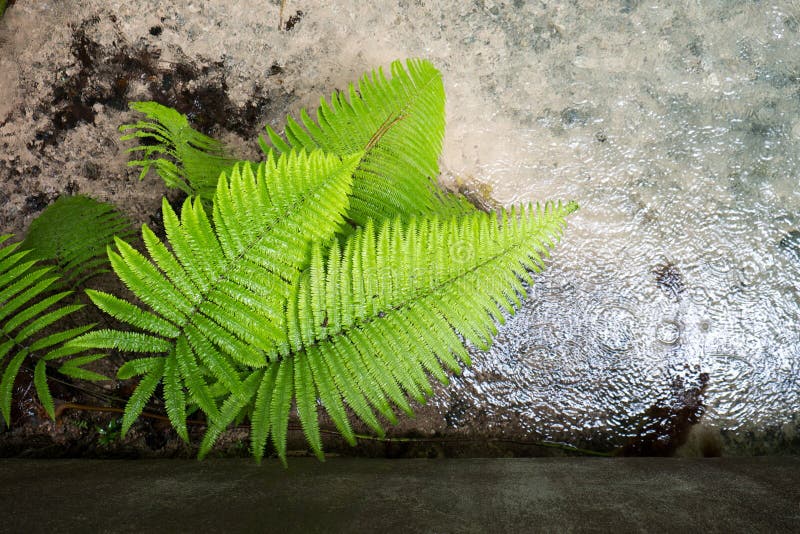 Thick Growth Of Fern Leaves In A Tropical Forest Stock Image Image of