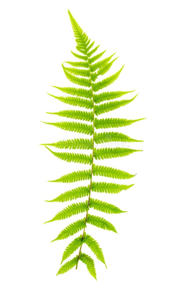 Fern leaf