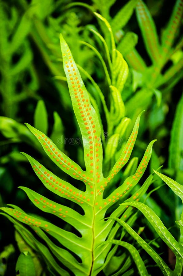 Fern leaf with spores on the underside of the leaves in a tropical forest. stock photo Fern leaf with spores on the underside of the leaves in a tropical forest. stock photo