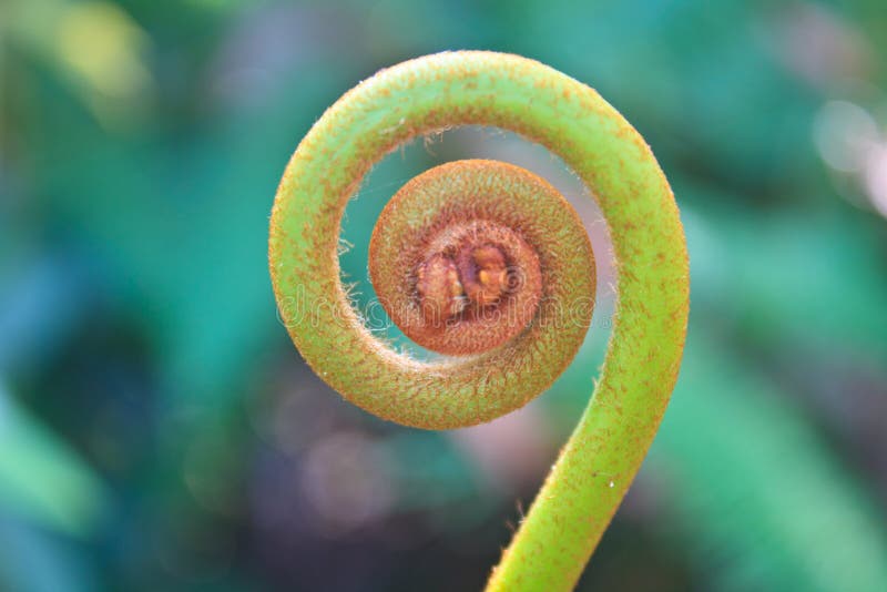 Fern leaf