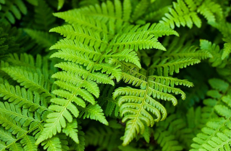 Fern leaves