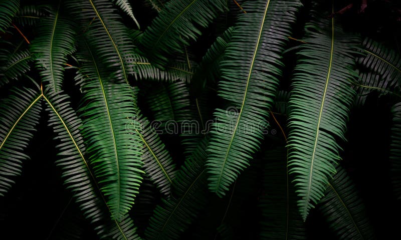 Fern leaves on dark background in jungle. Dense dark green fern leaves in garden at night. Nature abstract background. Fern at stock photo Fern leaves on dark background in jungle. Dense dark green fern leaves in garden at night. Nature abstract background. Fern at stock photo