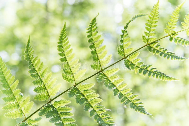 The fern leaves lit with the spring sun it are a symbol of the birth of spring and growth, close up