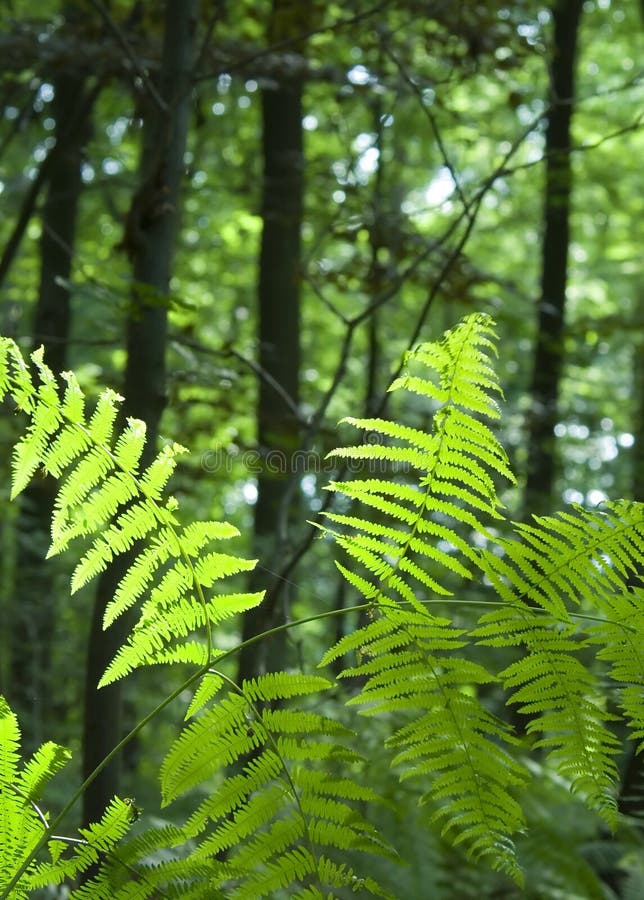 Fern in lush green forest