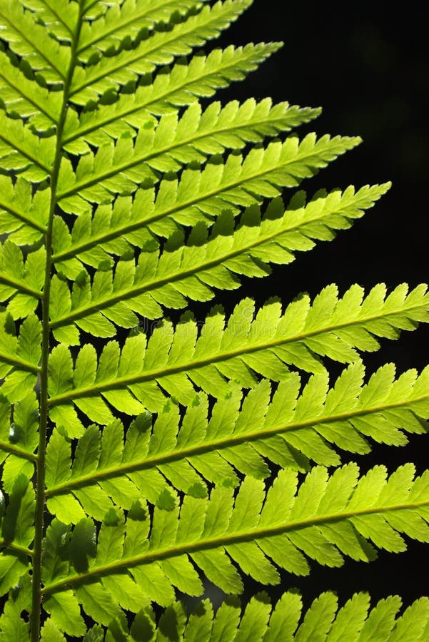 Fern pattern stock image. Image of isolated, details, leaf 3111119