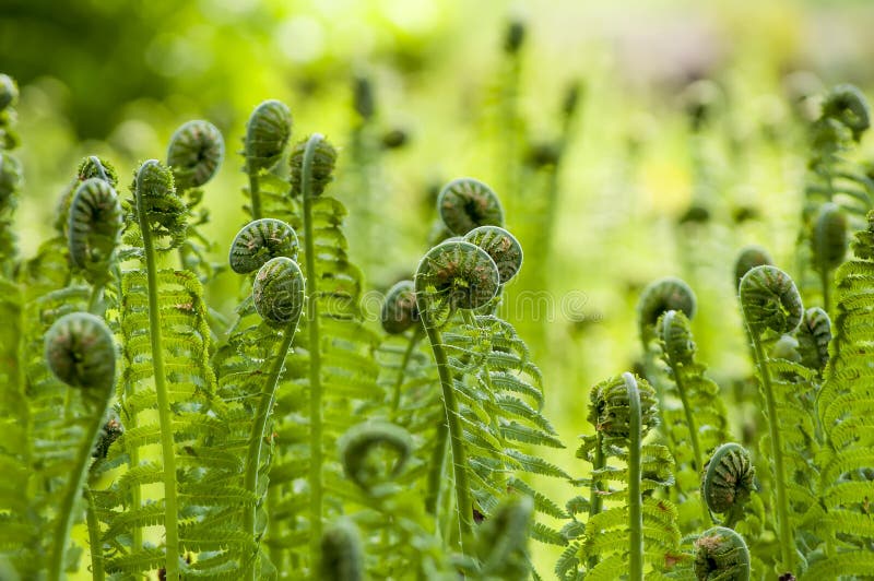 ferns plants