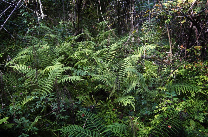 Helecho planta sobre el un rio, montana redondo pendientes paginas, batuta lápiz labial,, Estados Unidos de América.