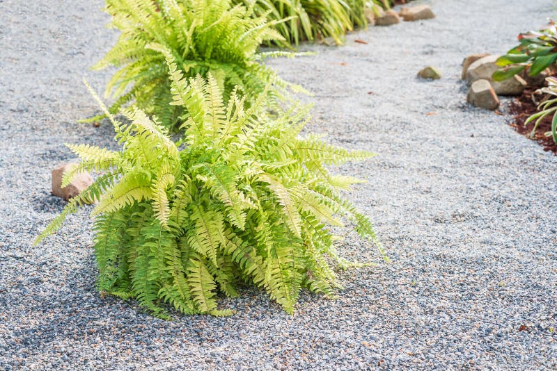 Fern Plant On The Pebble Ground Stock Image Image of