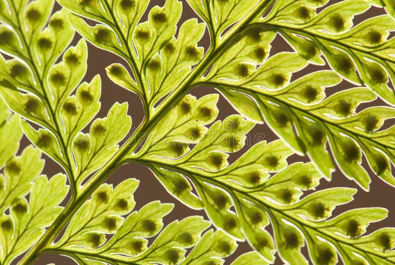 Fern retroiluminado imagens de stock Fern retroiluminado imagens de stock
