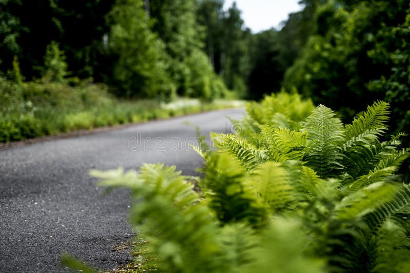 Road Through Ferncovered Embankments In A Redwood Forest Stock Image