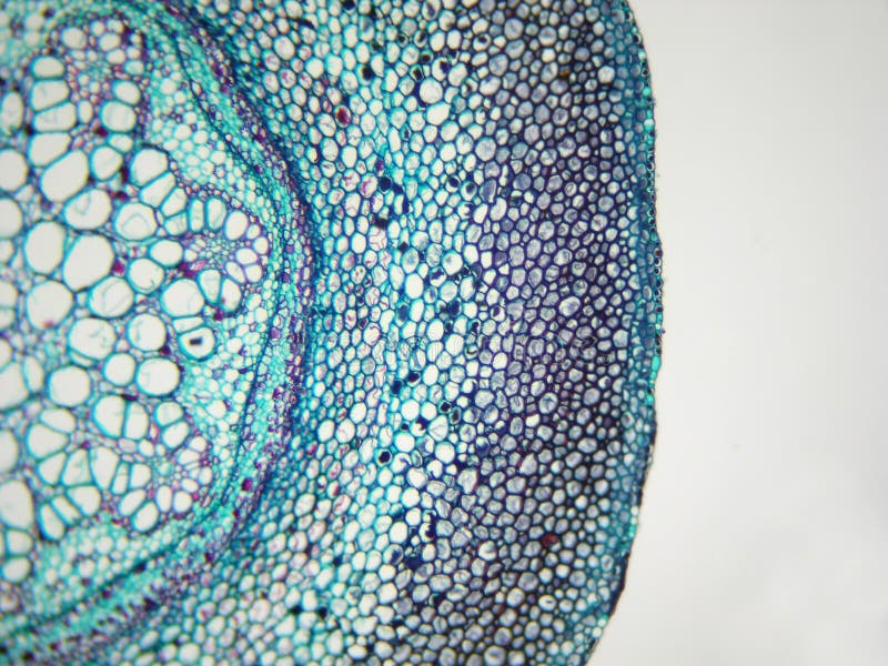 Fern root cross section stock photo. Image of scientific 5603746